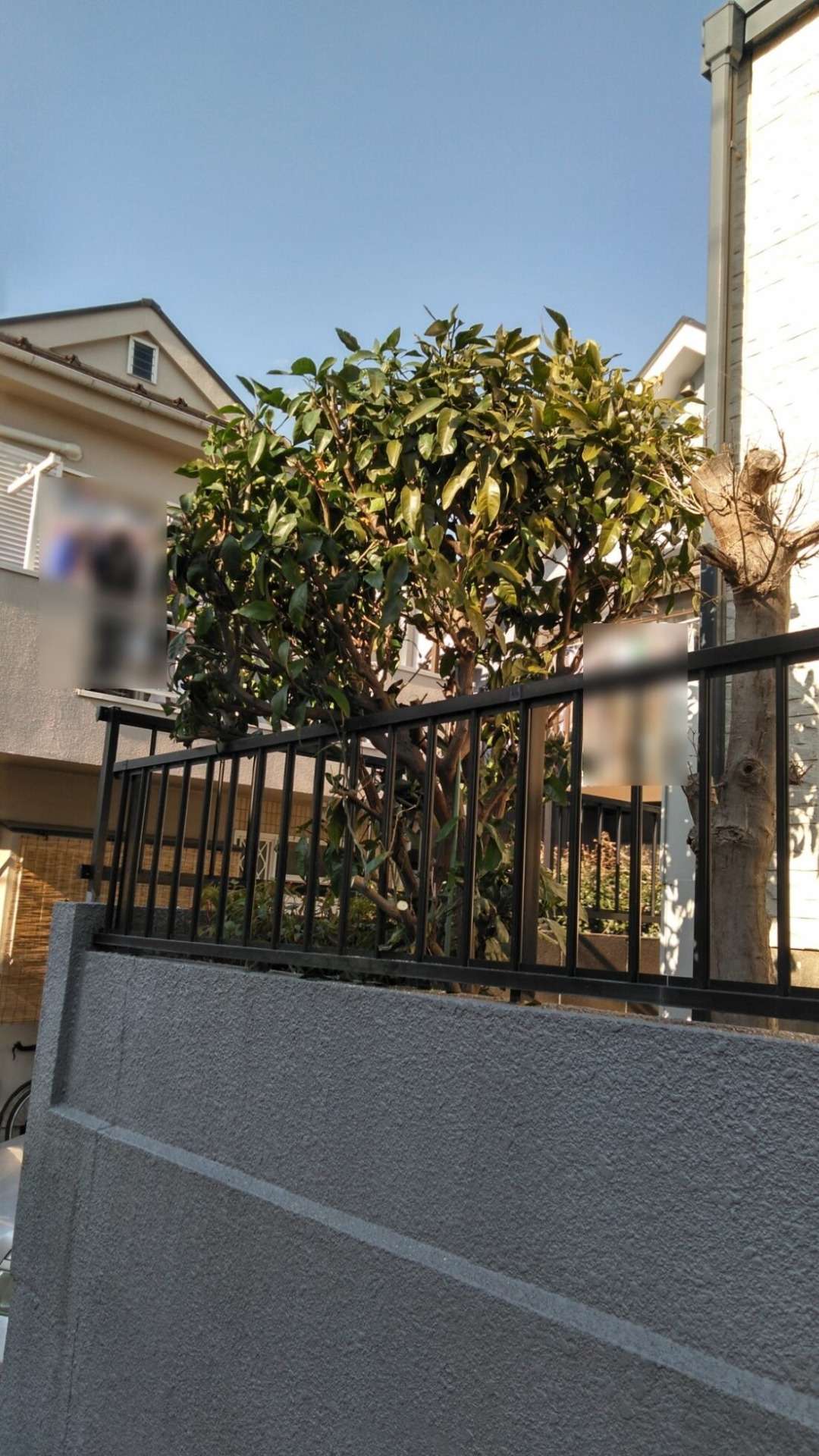 みかんの木の剪定（約1m）