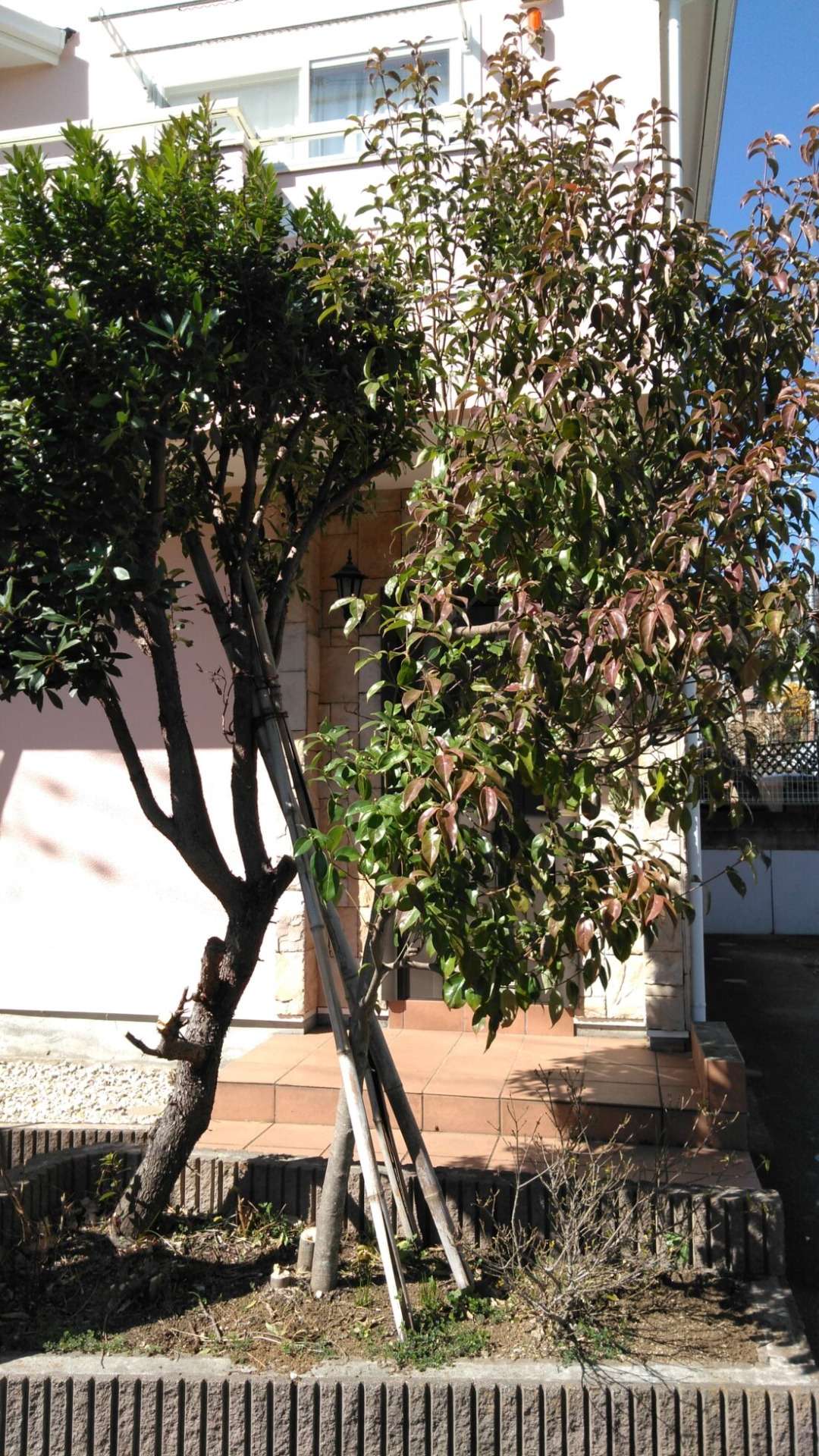 →添え木設置(材料費込み）