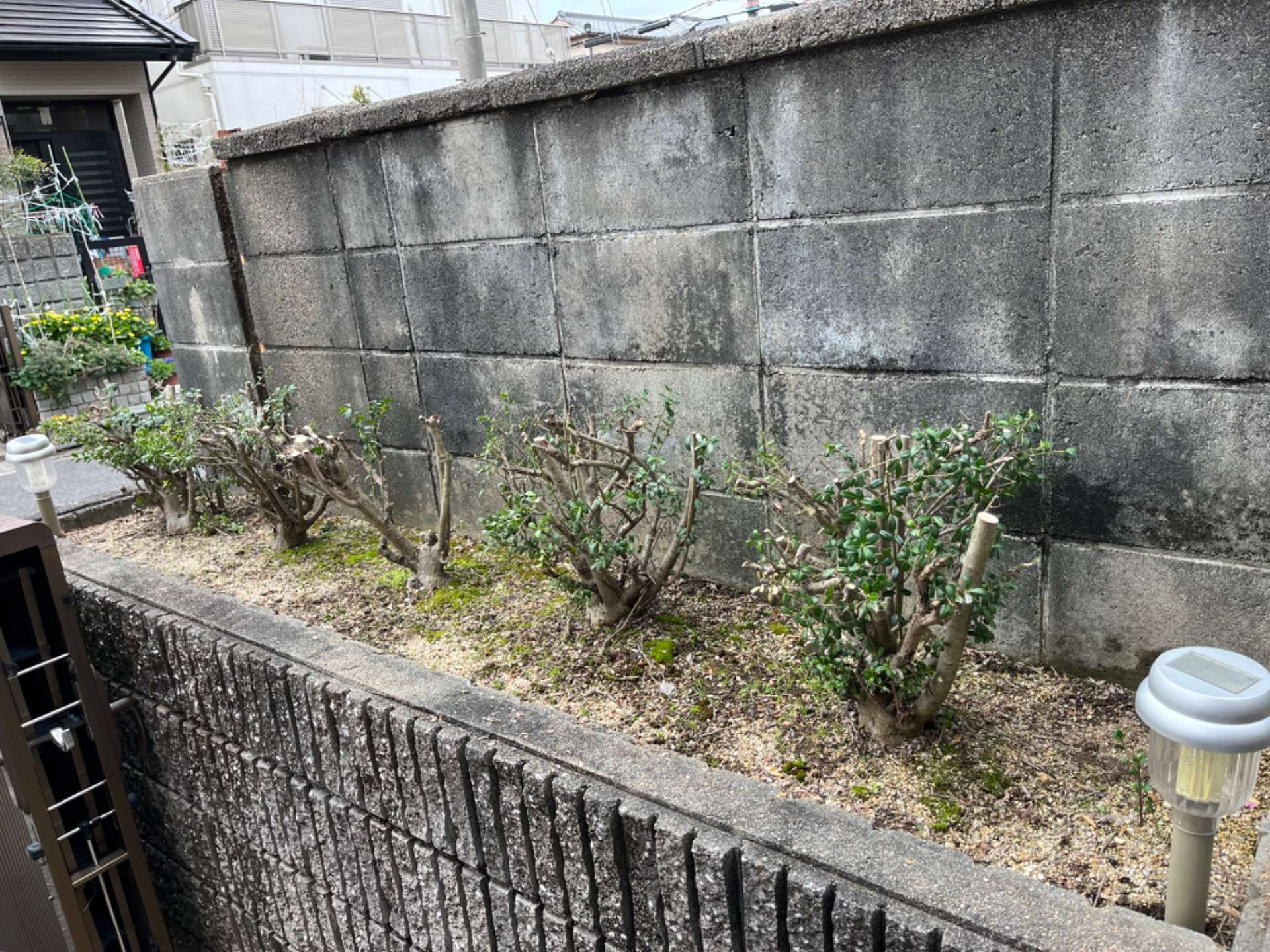 【イヌツゲ】庭木剪定作業行いました｜アミカル