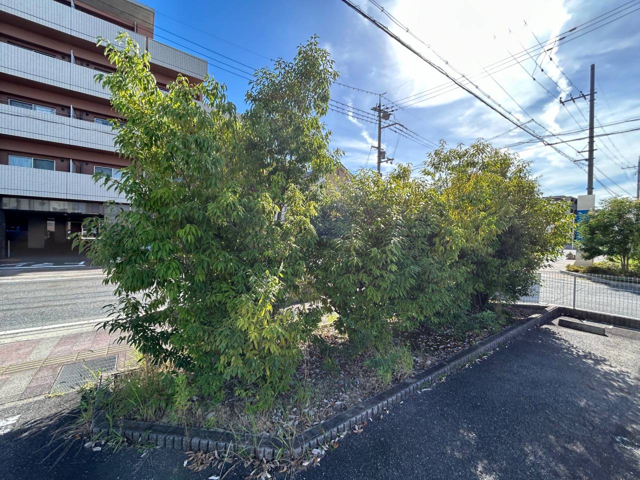 【剪定】駐車場の草木剪定を行いました｜アミカル